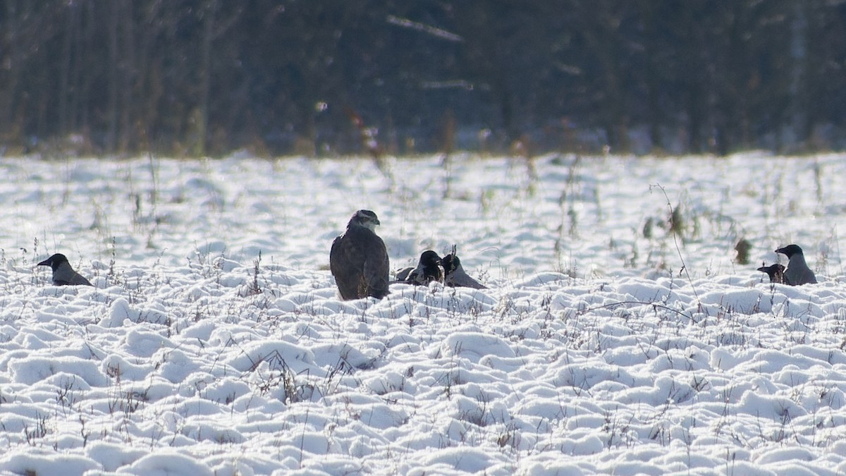 Тетеревятник - ML645437780