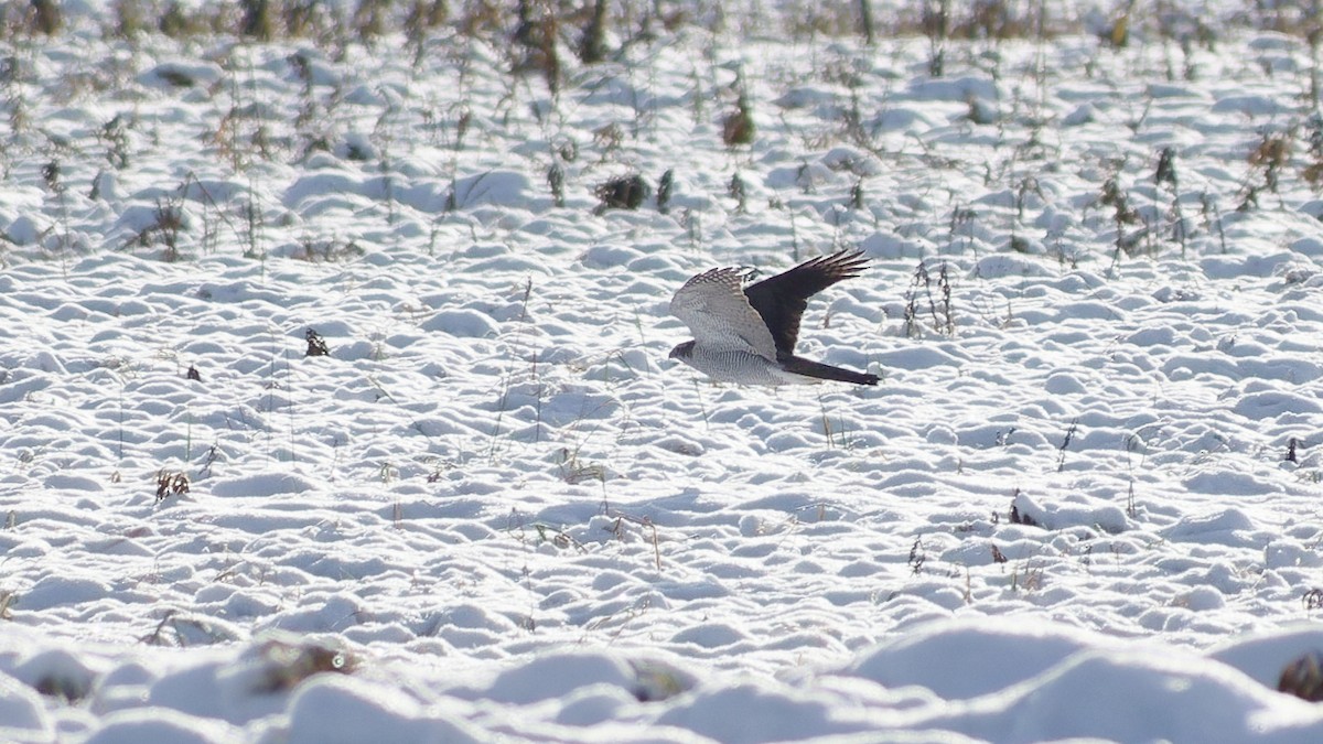 Тетеревятник - ML645437782