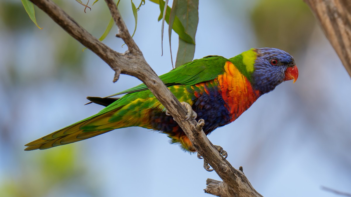 lori duhový - ML645437797