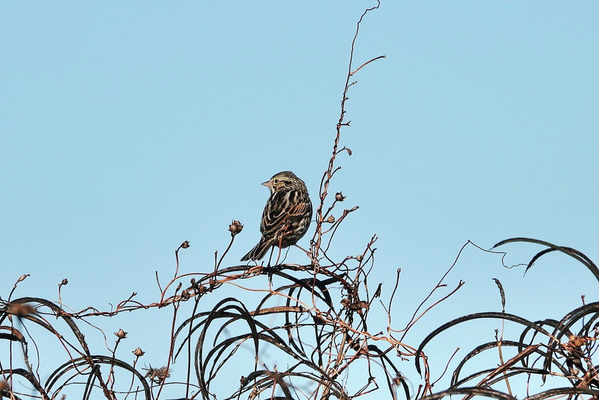 Пасовник савановий - ML645437800