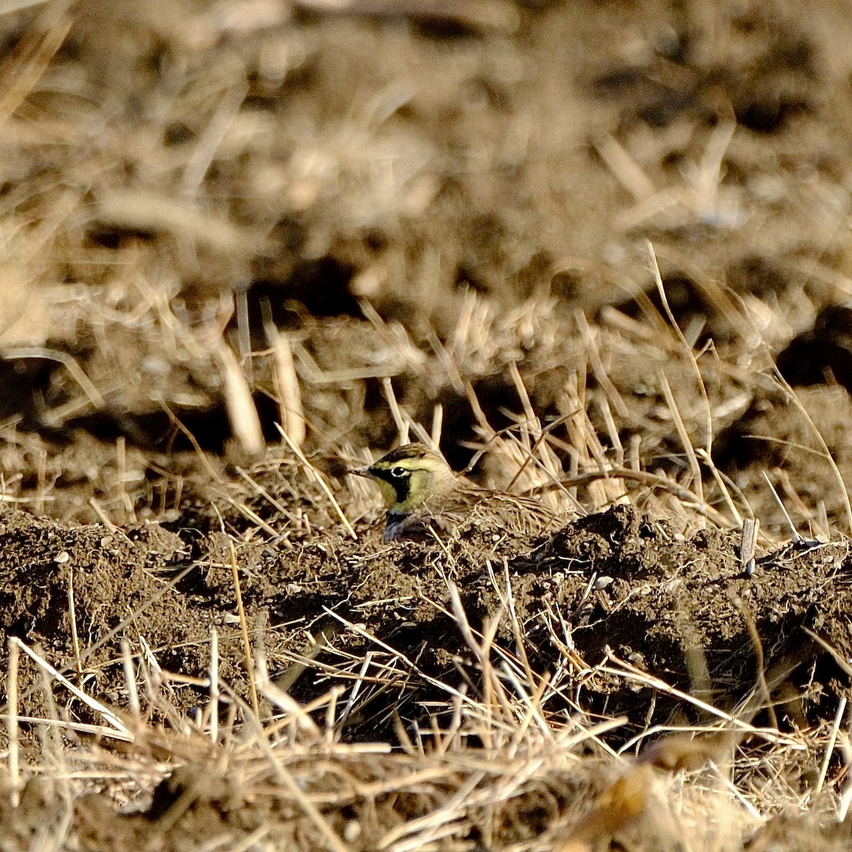 Horned Lark - ML645437802