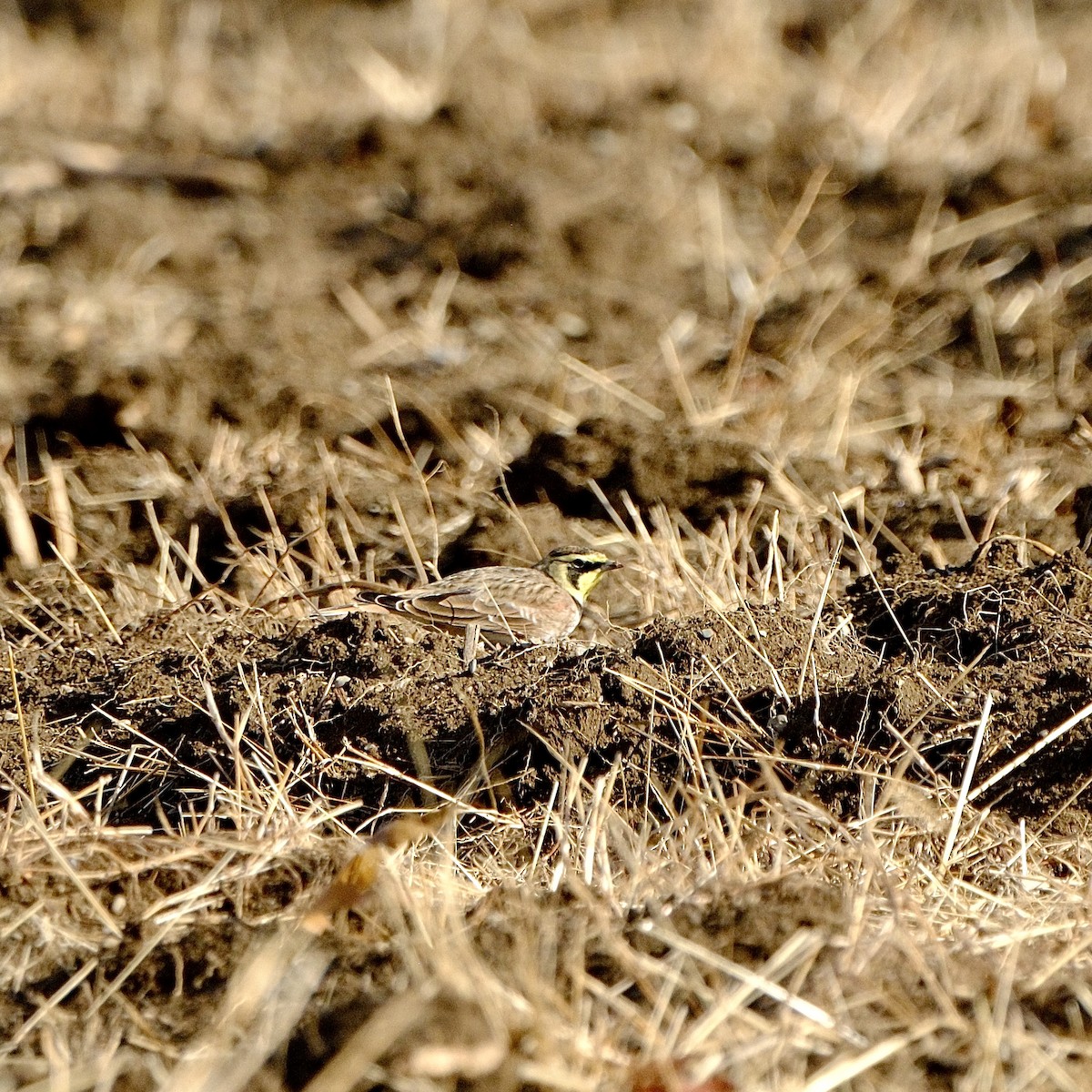 Horned Lark - ML645437803