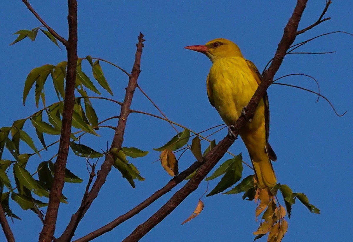 Indian Golden Oriole - ML645437817