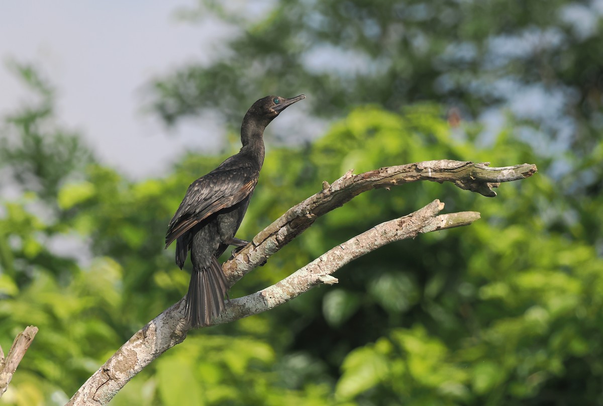 Little Black Cormorant - ML645437818