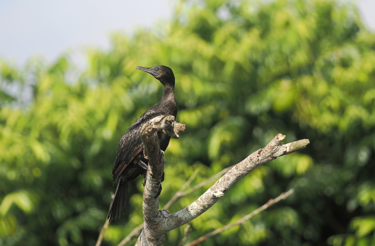 Little Black Cormorant - ML645437822