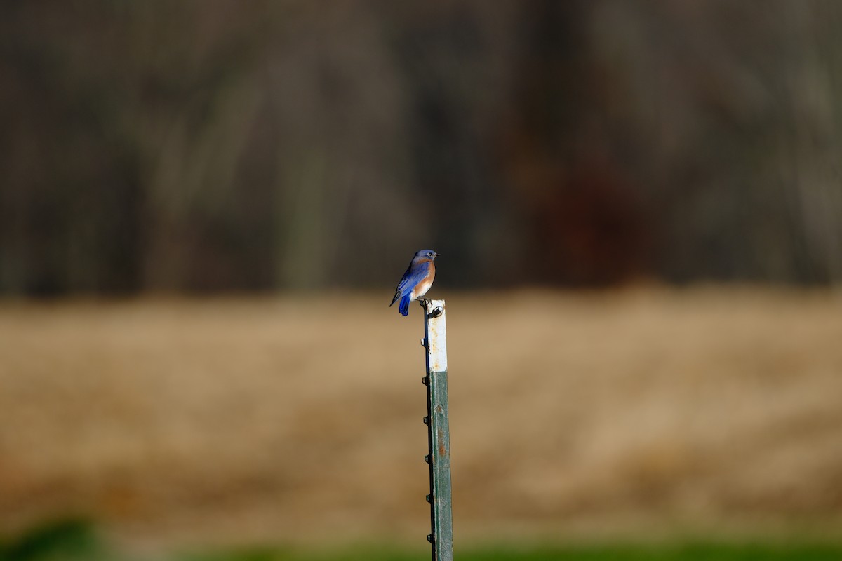 Azulejo Oriental - ML645437823