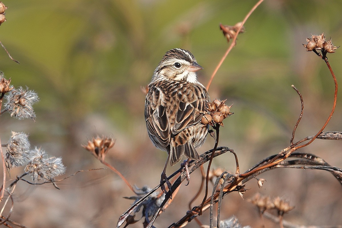 Пасовник савановий - ML645437826