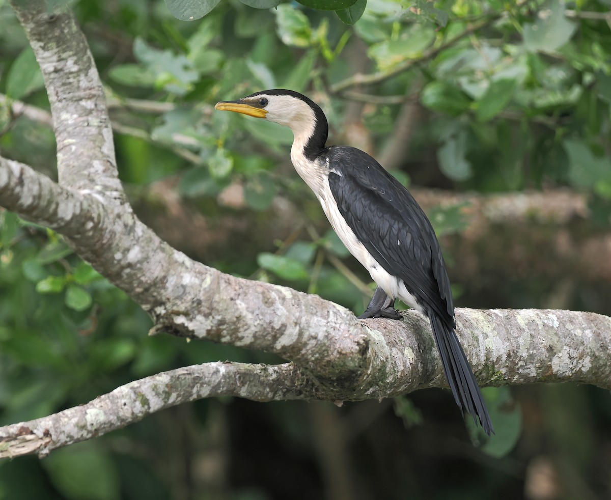 Little Pied Cormorant - ML645437827