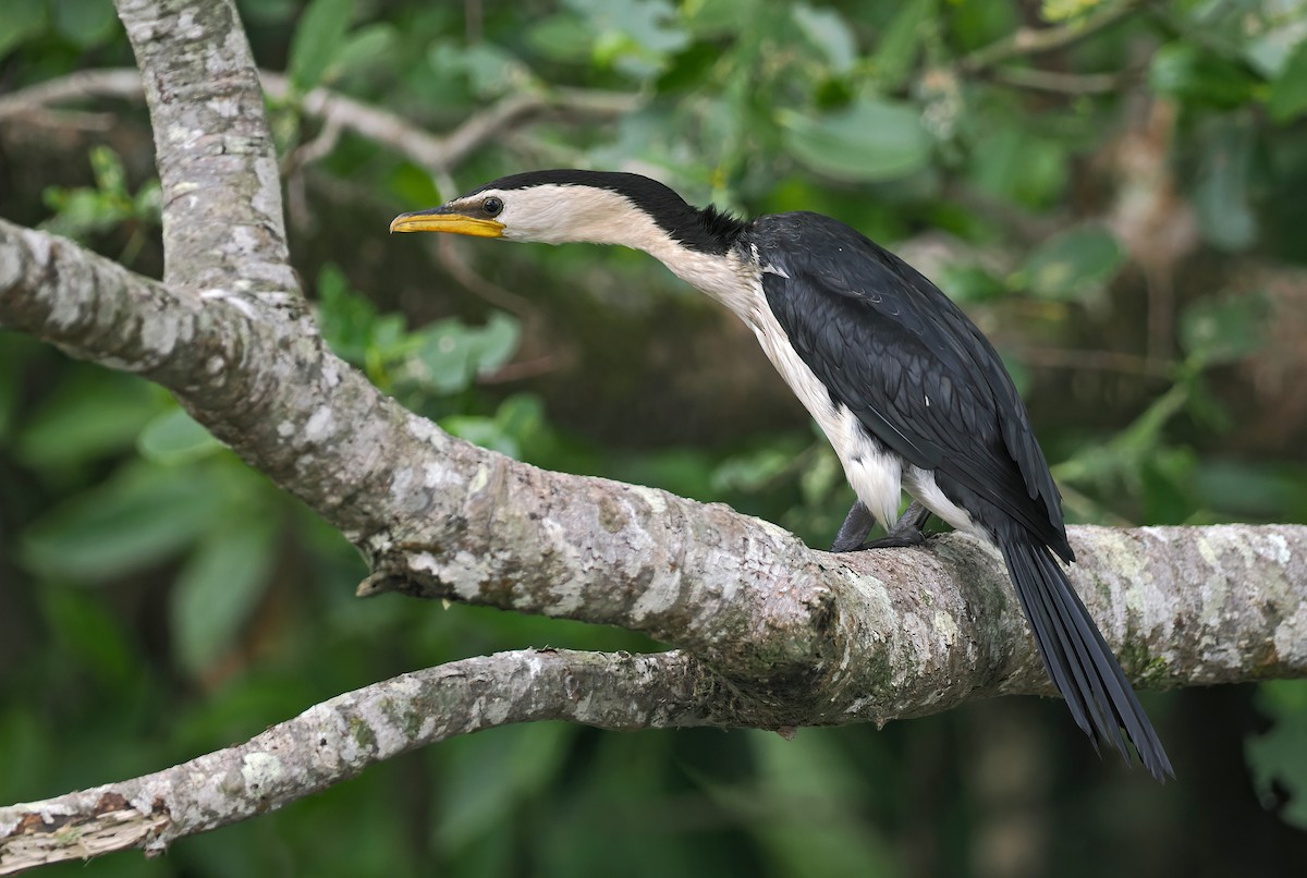 Little Pied Cormorant - ML645437828