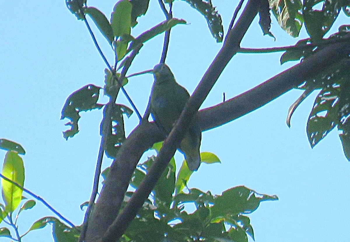 Blue-capped Fruit-Dove - ML645437850