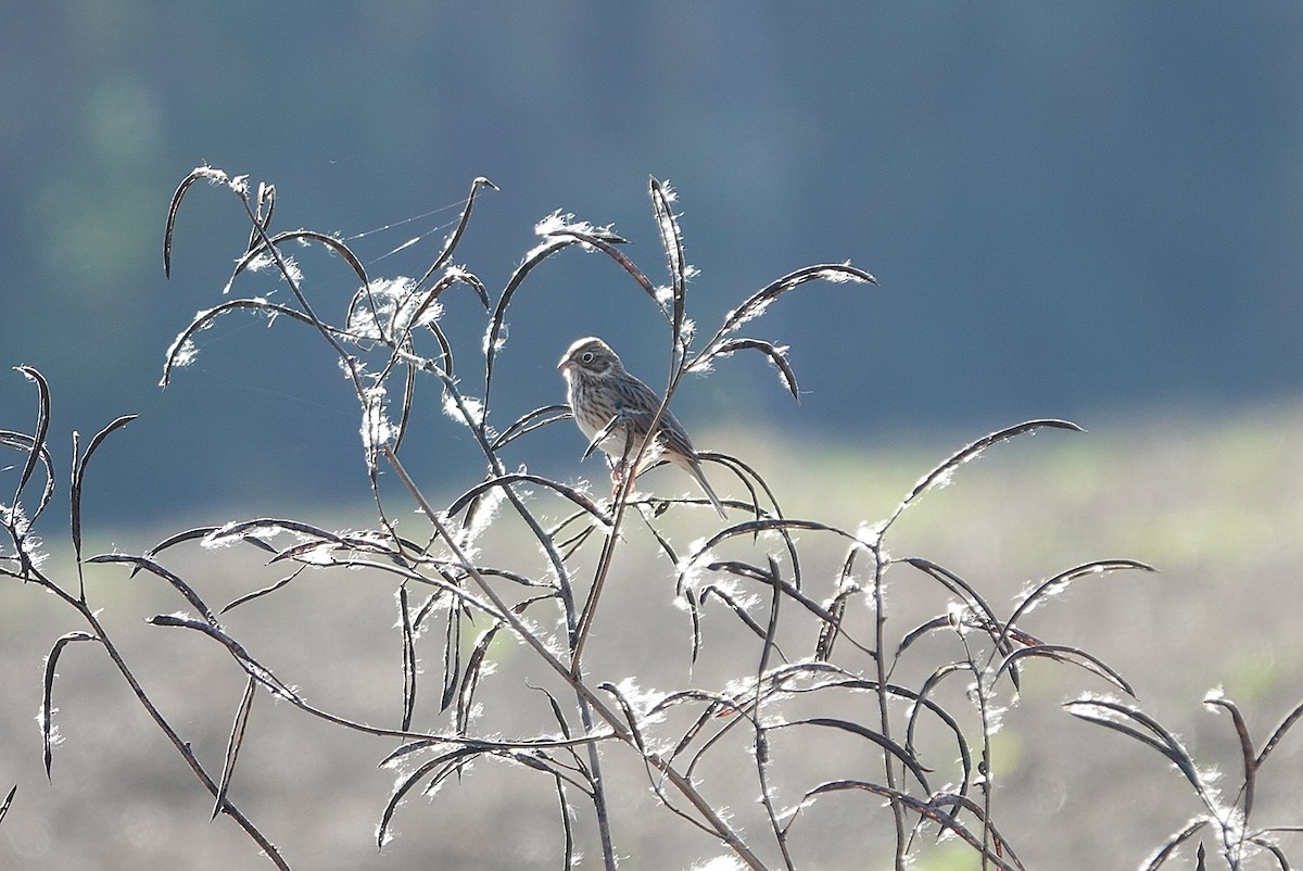 Vesper Sparrow - ML645437851