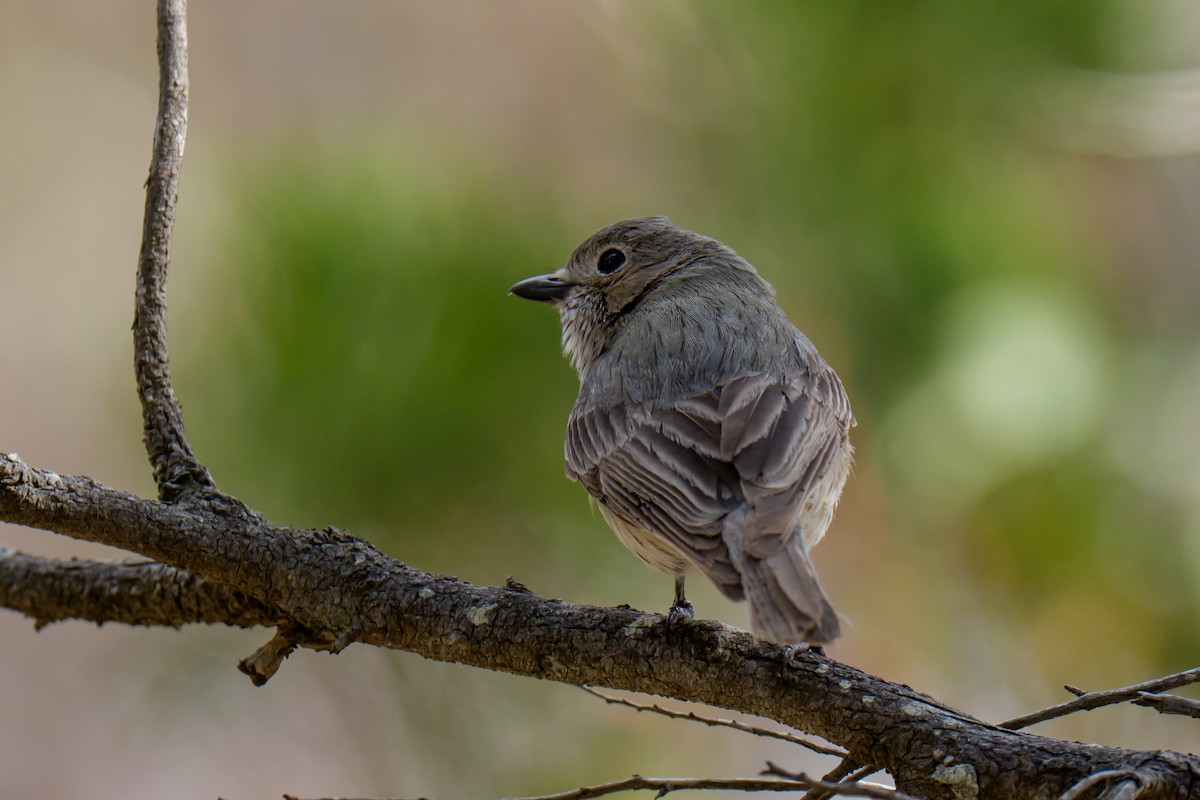 Rufous Whistler - ML645437857