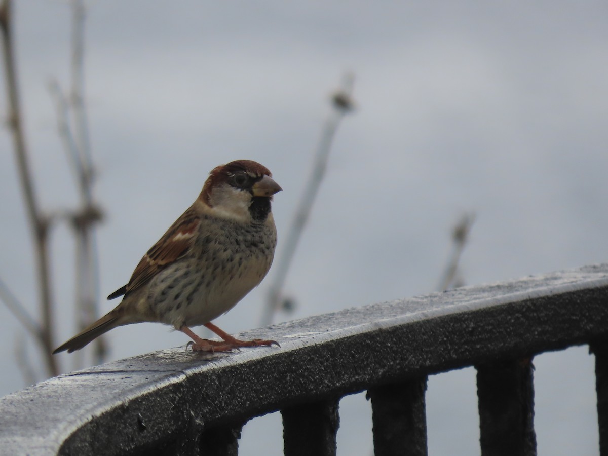 Spanish Sparrow - ML645437859