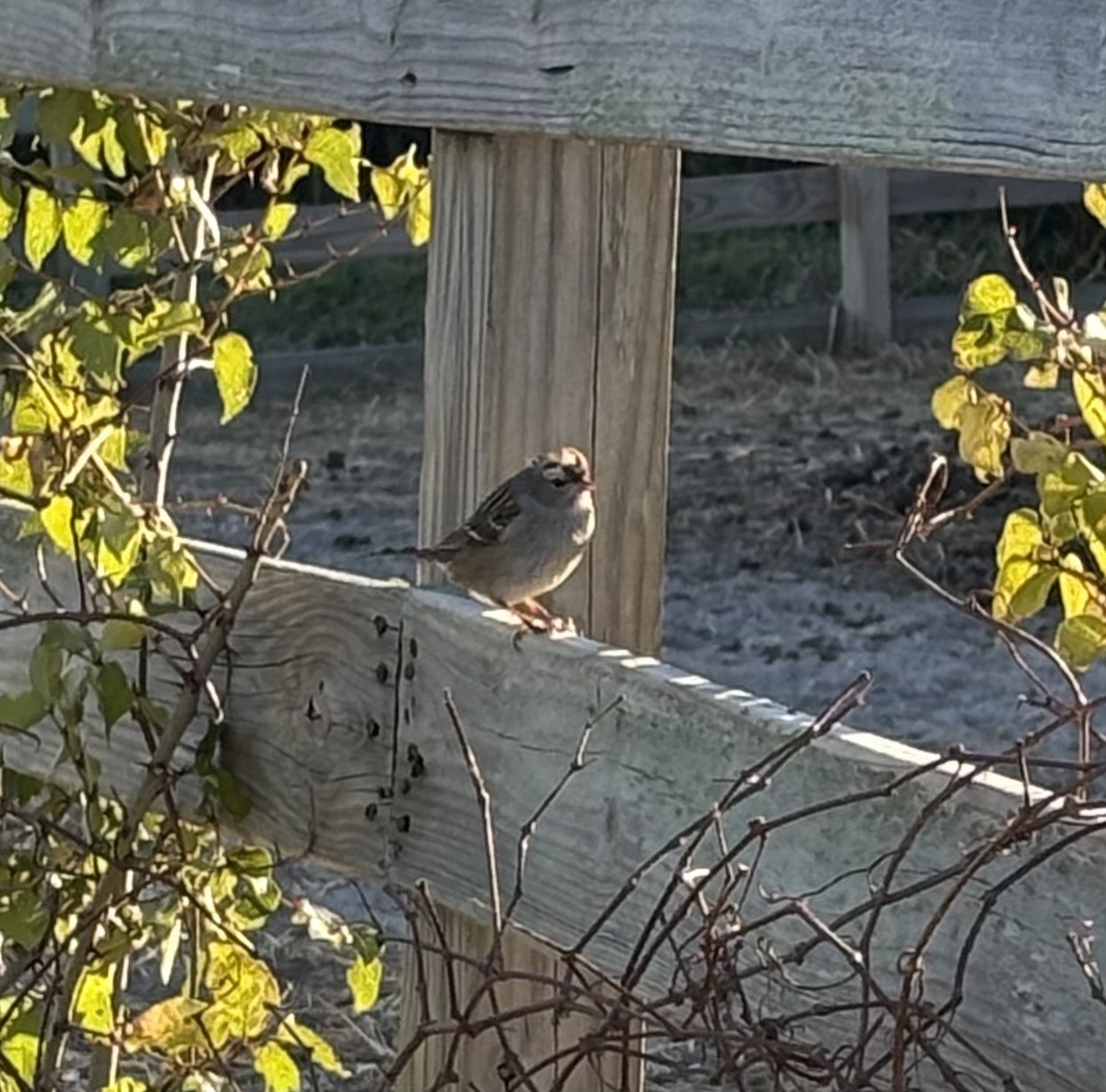 strnadec bělopásý - ML645437863