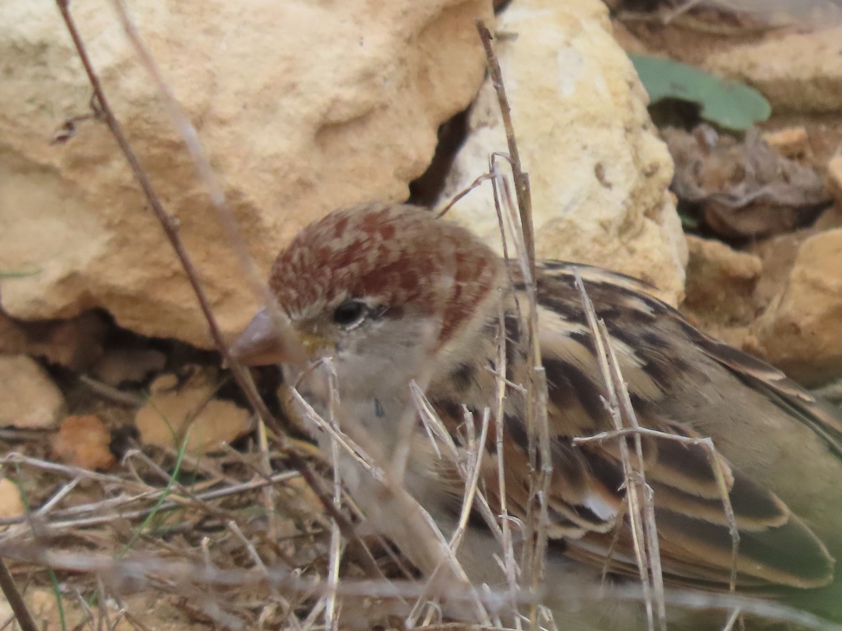 Spanish Sparrow - ML645437865