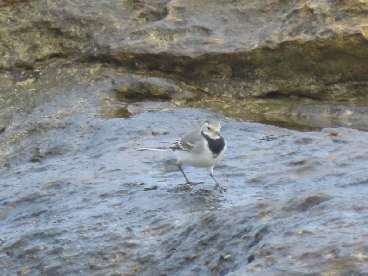 konipas bílý (ssp. alba/dukhunensis) - ML645437866