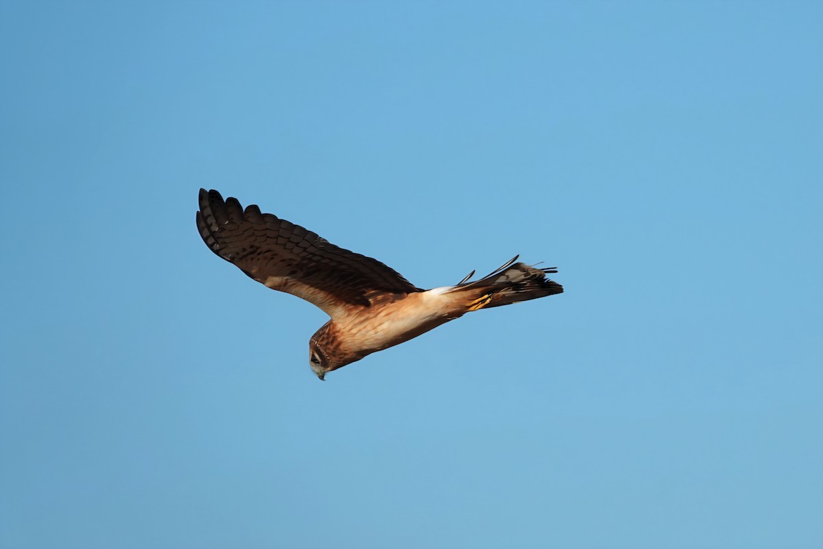 Лунь американський - ML645437870