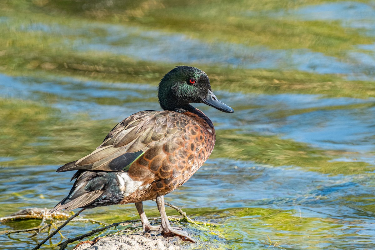 Kastanienente - ML645437875