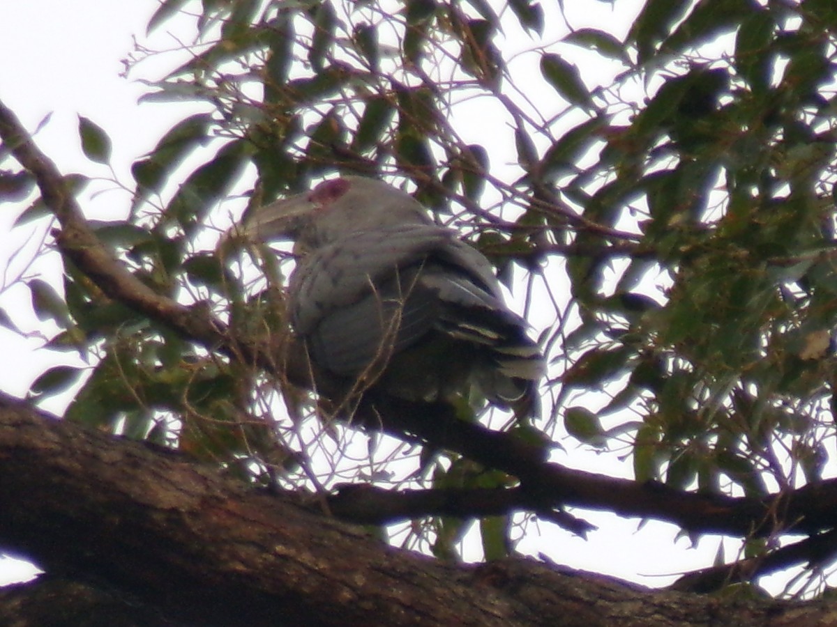 Channel-billed Cuckoo - ML645437892