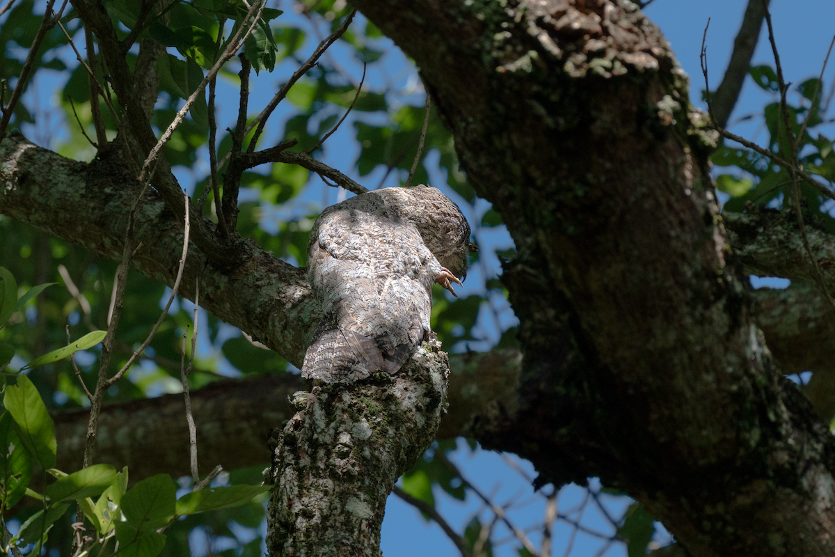 Great Potoo - ML645437897
