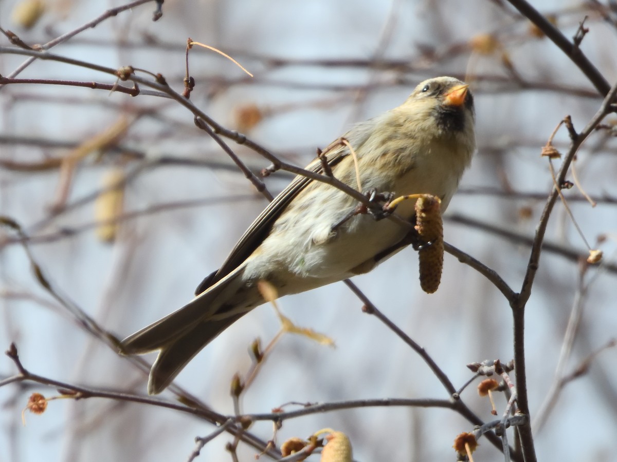 Redpoll (Lesser) - ML645437903
