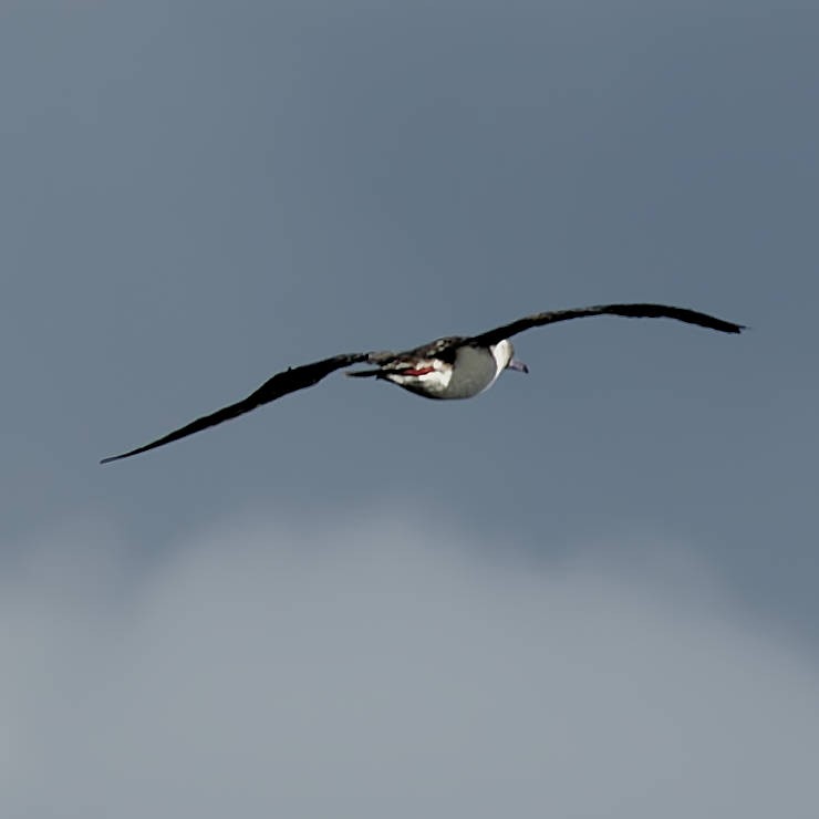 Rotfußtölpel - ML645437907