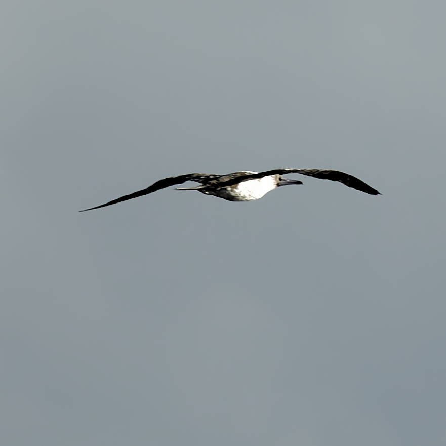 Rotfußtölpel - ML645437908