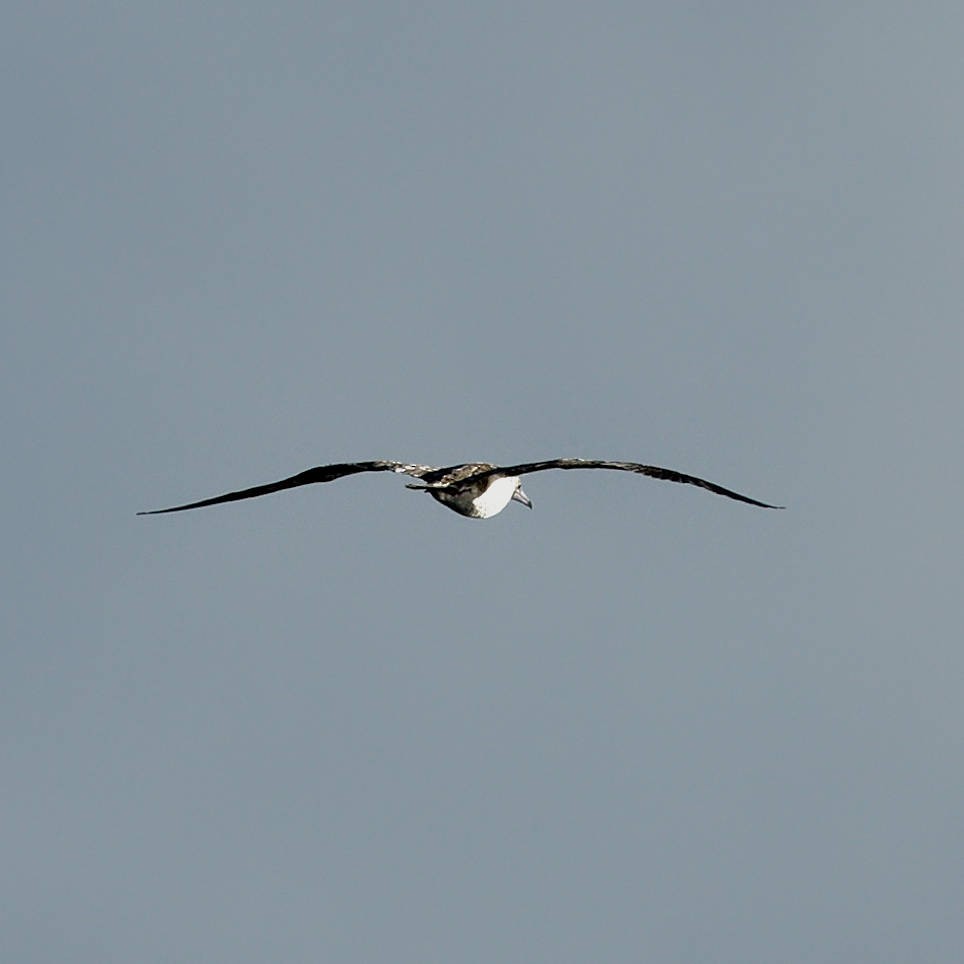 Rotfußtölpel - ML645437909