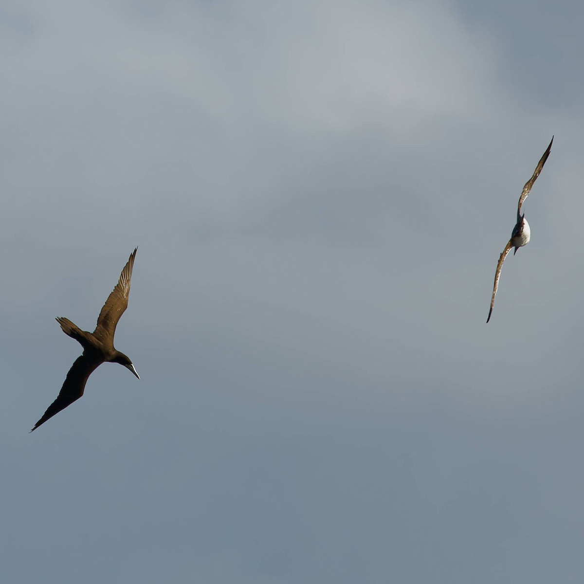 Rotfußtölpel - ML645437910