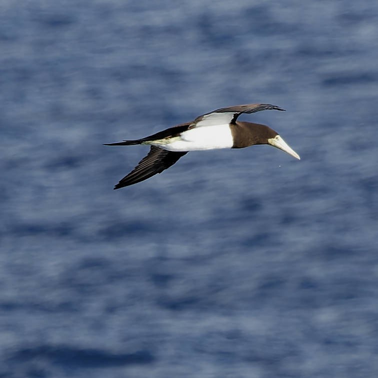 Brown Booby - ML645437923