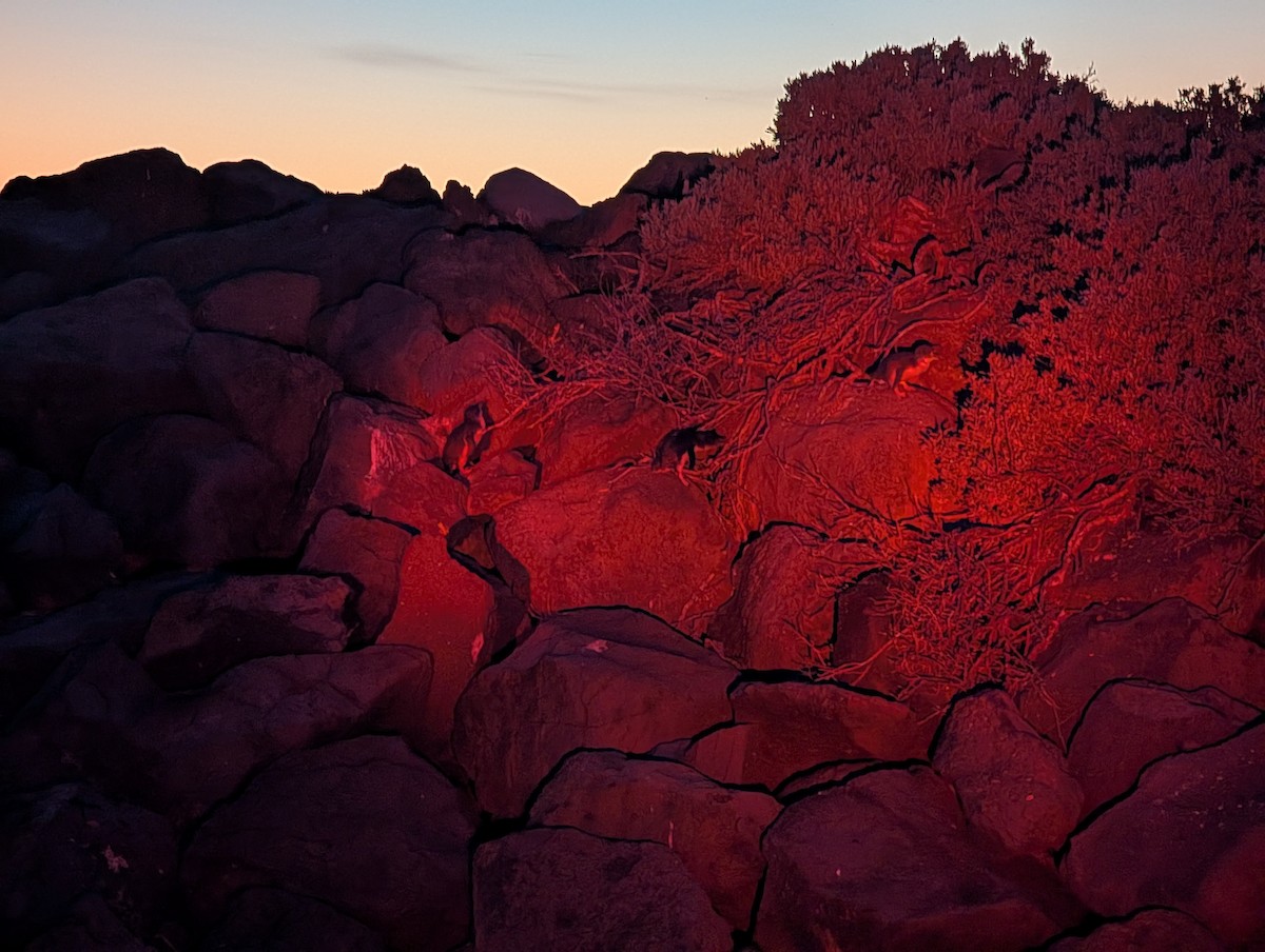 Little Penguin - ML645437924