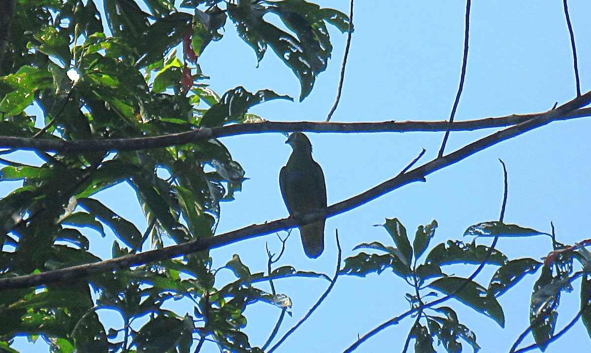 Blue-capped Fruit-Dove - ML645437933