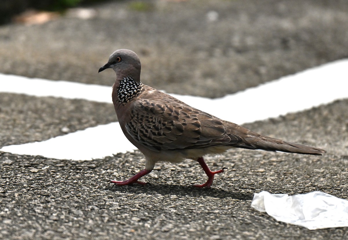 תור נקוד - ML645437939