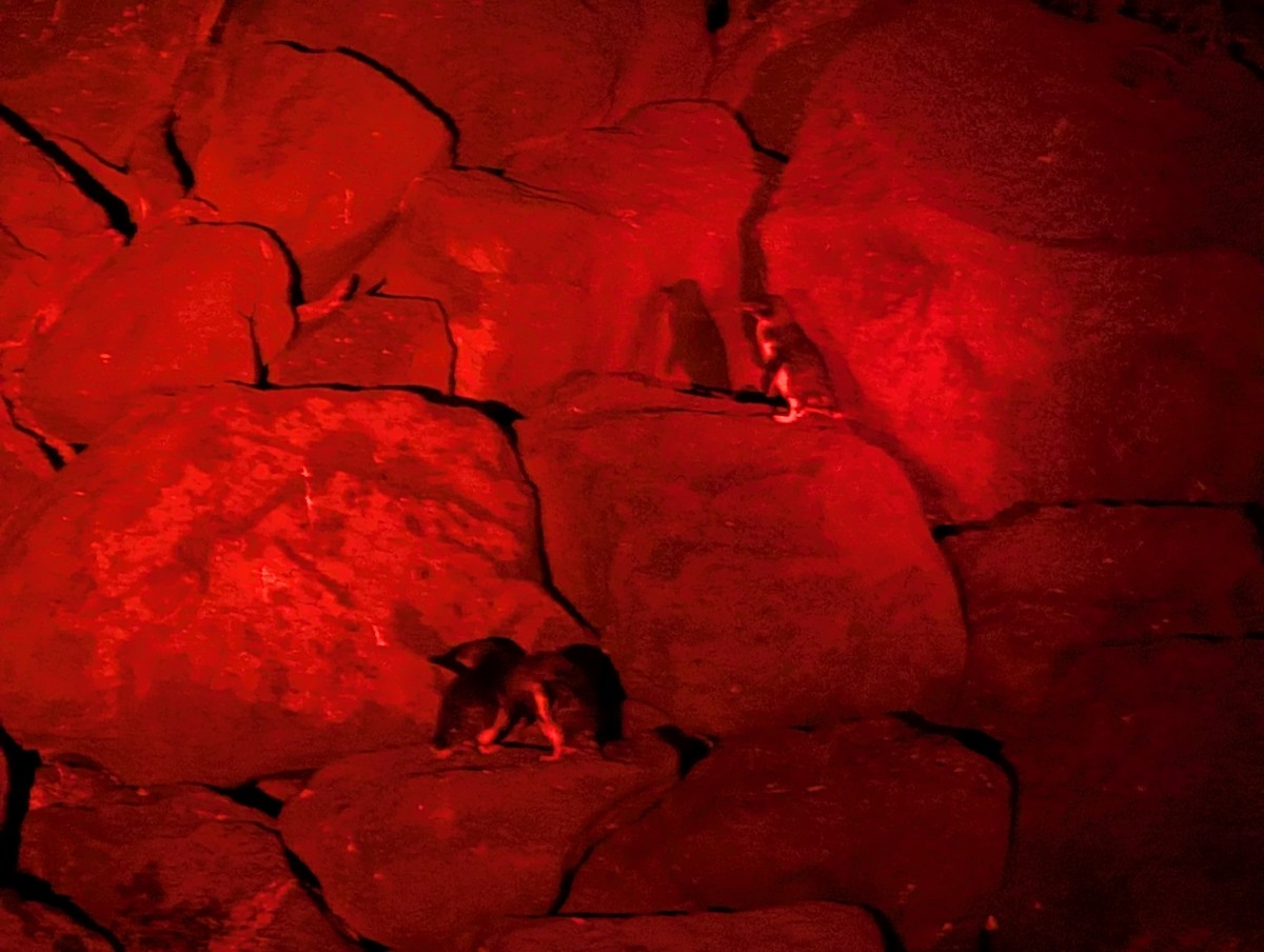 Little Penguin - ML645437942