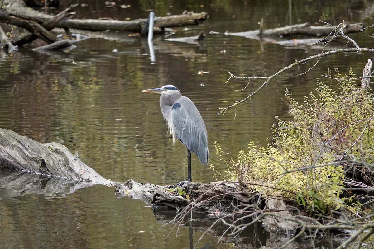 Great Blue Heron - ML645437943