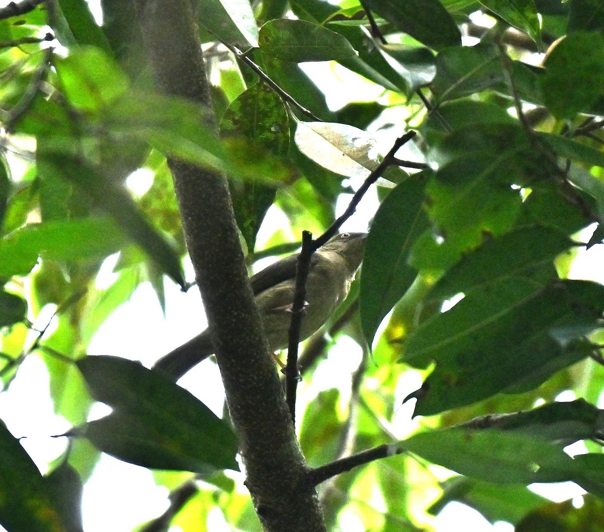 Cream-vented Bulbul - ML645437944