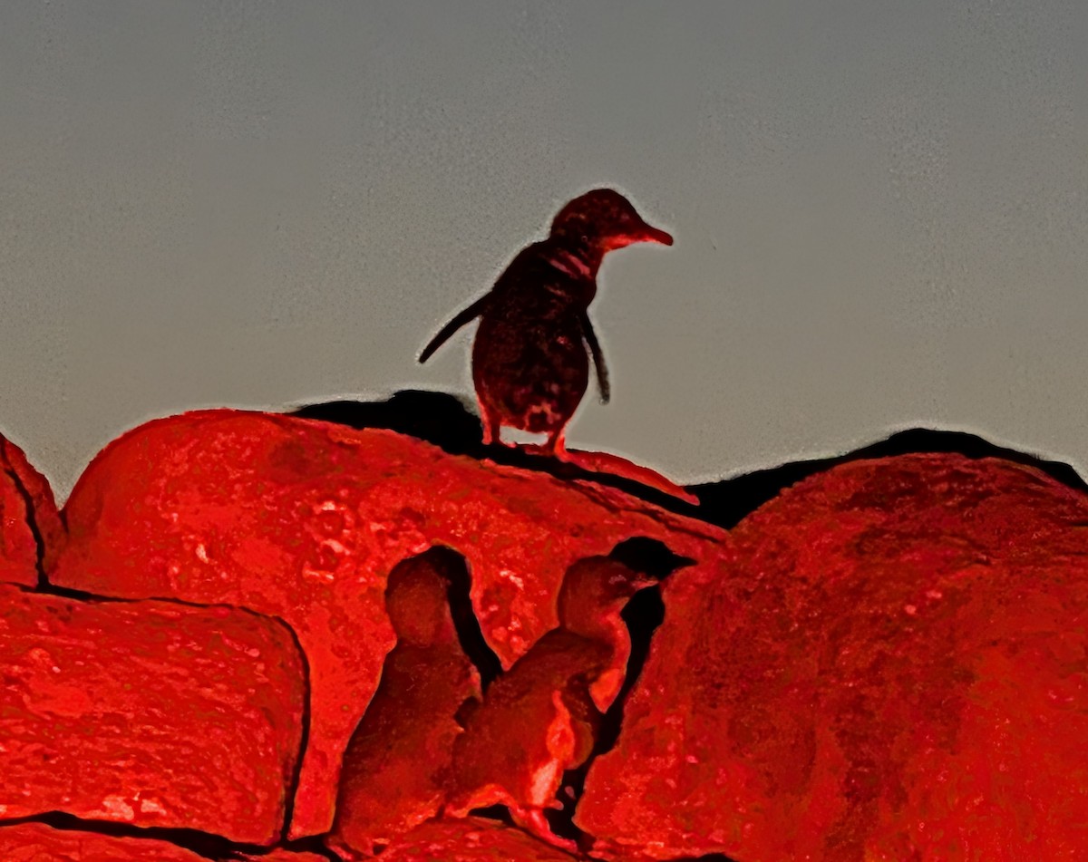 Little Penguin - ML645437945