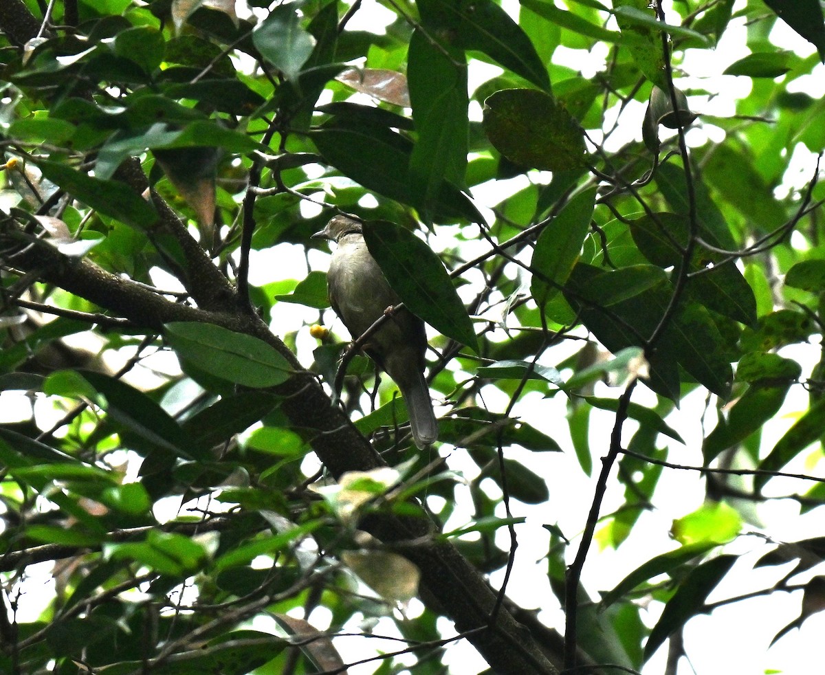 Olive-winged Bulbul - ML645437947