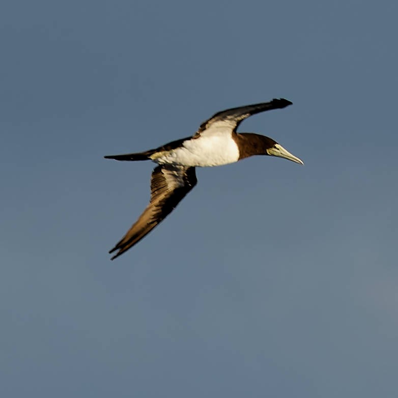 Brown Booby - ML645437948