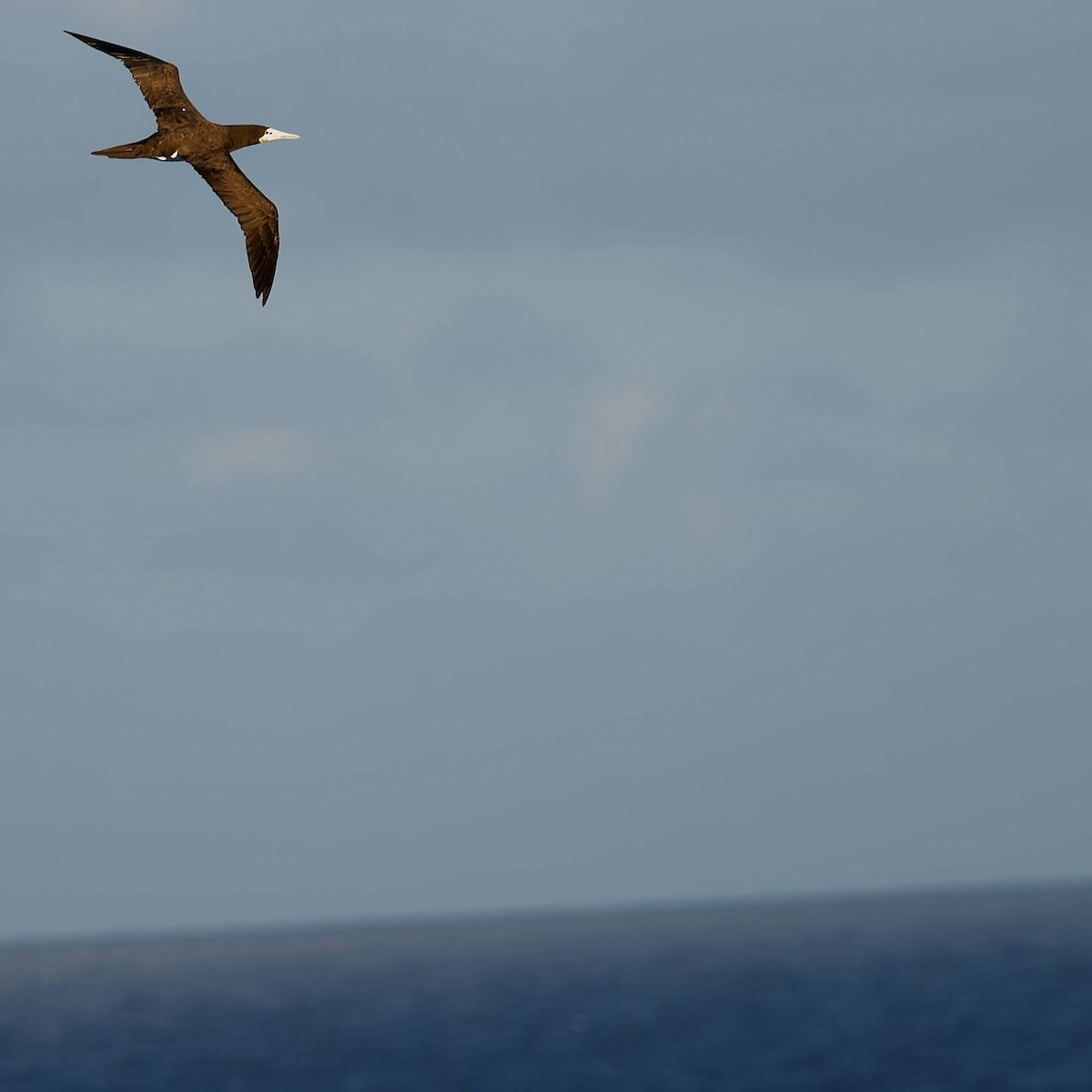 Brown Booby - ML645437949