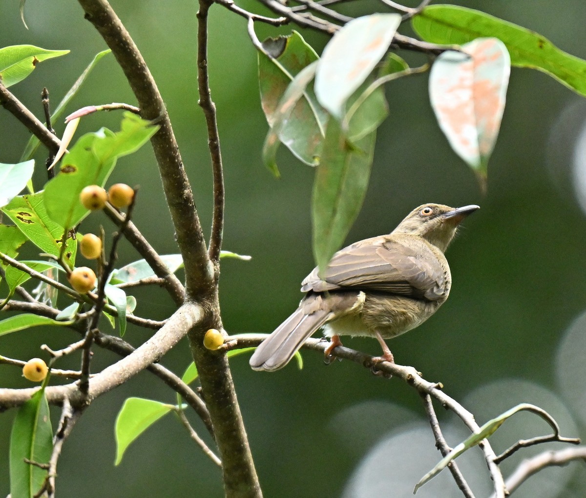 Red-eyed Bulbul - ML645437951