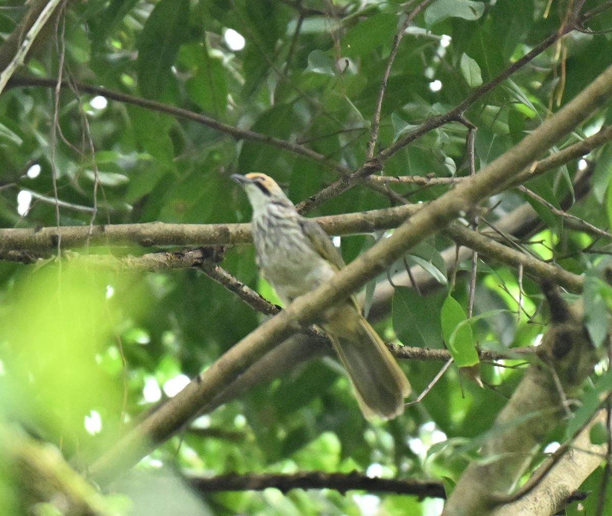 Straw-headed Bulbul - ML645437953