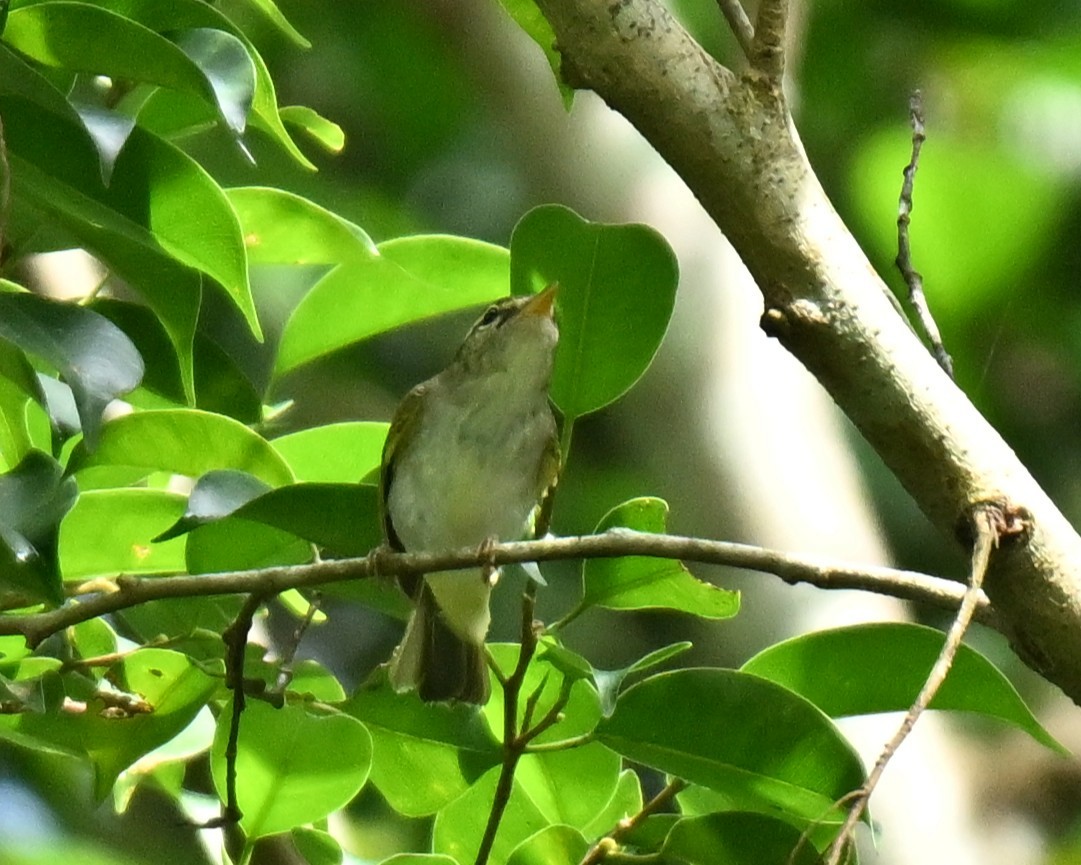 עלווית מזרחית - ML645437957
