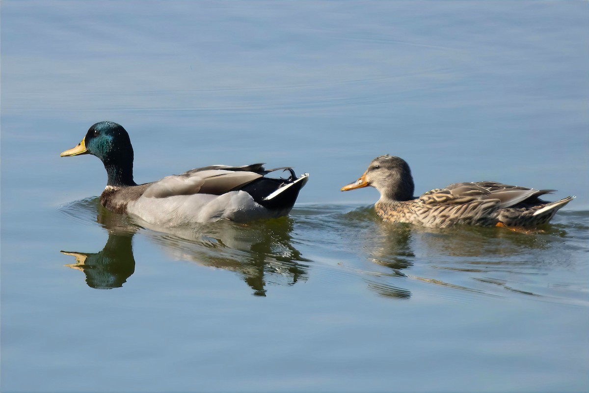 Mallard - ML645437967