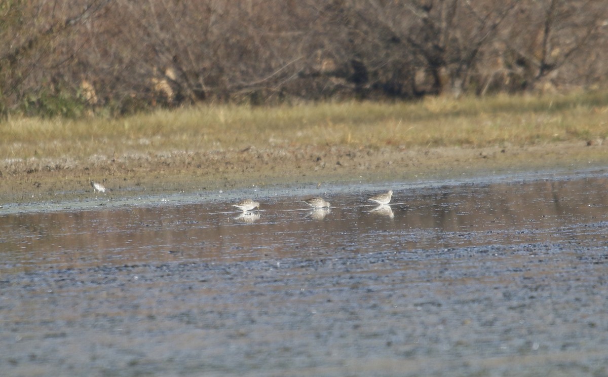 Long-billed Dowitcher - ML645437974