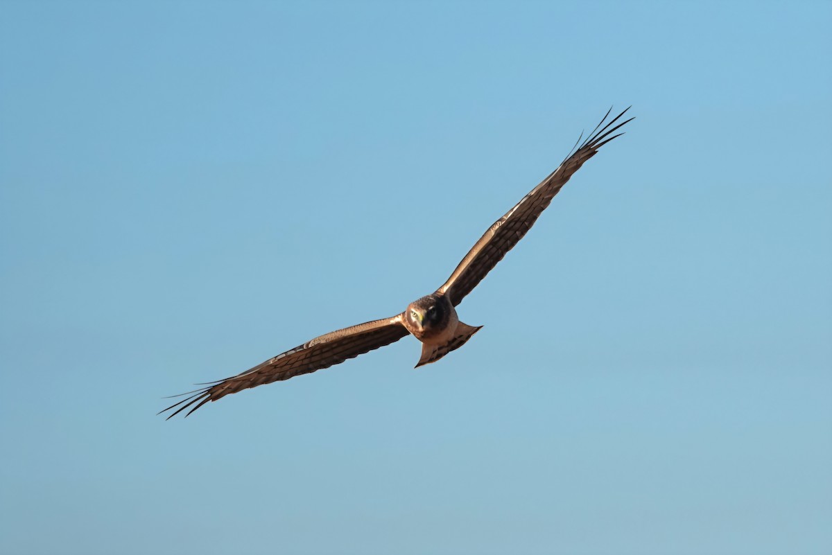 Лунь американський - ML645437977