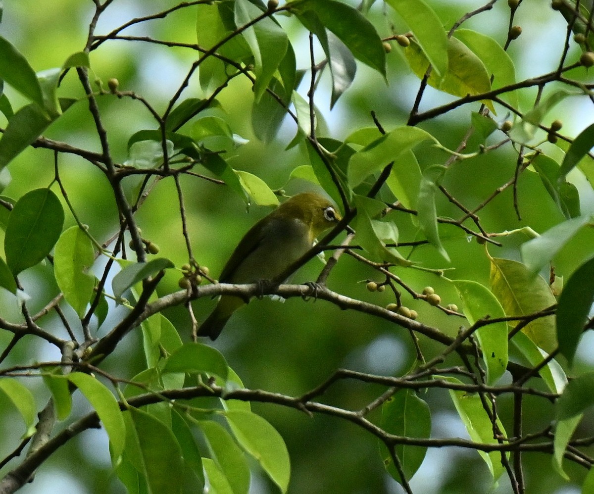 Swinhoe's White-eye - ML645437978