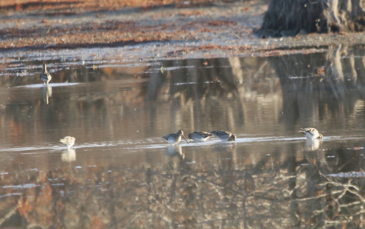 Wilson's Snipe - ML645437979
