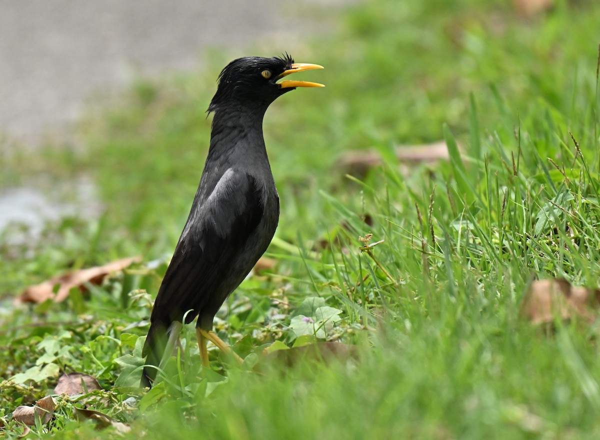 Javan Myna - ML645437980