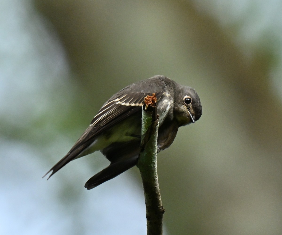 חטפית כהה - ML645437982